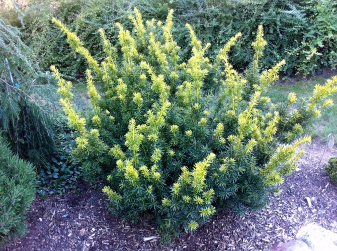 Taxus, Japanese Yew Dwarf Bright Gold