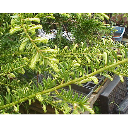 Japanese Yew Silver Queen