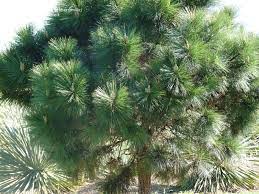 Dwarf Loblolly Pine, Southern Yellow Pine Nana