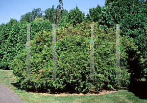 White Cedar, Eastern Arborvitae, American Arborvitae Lutea
