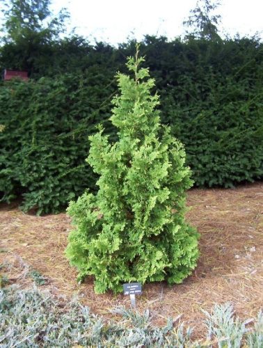 White Cedar, Eastern Arborvitae, American Arborvitae Spiralis
