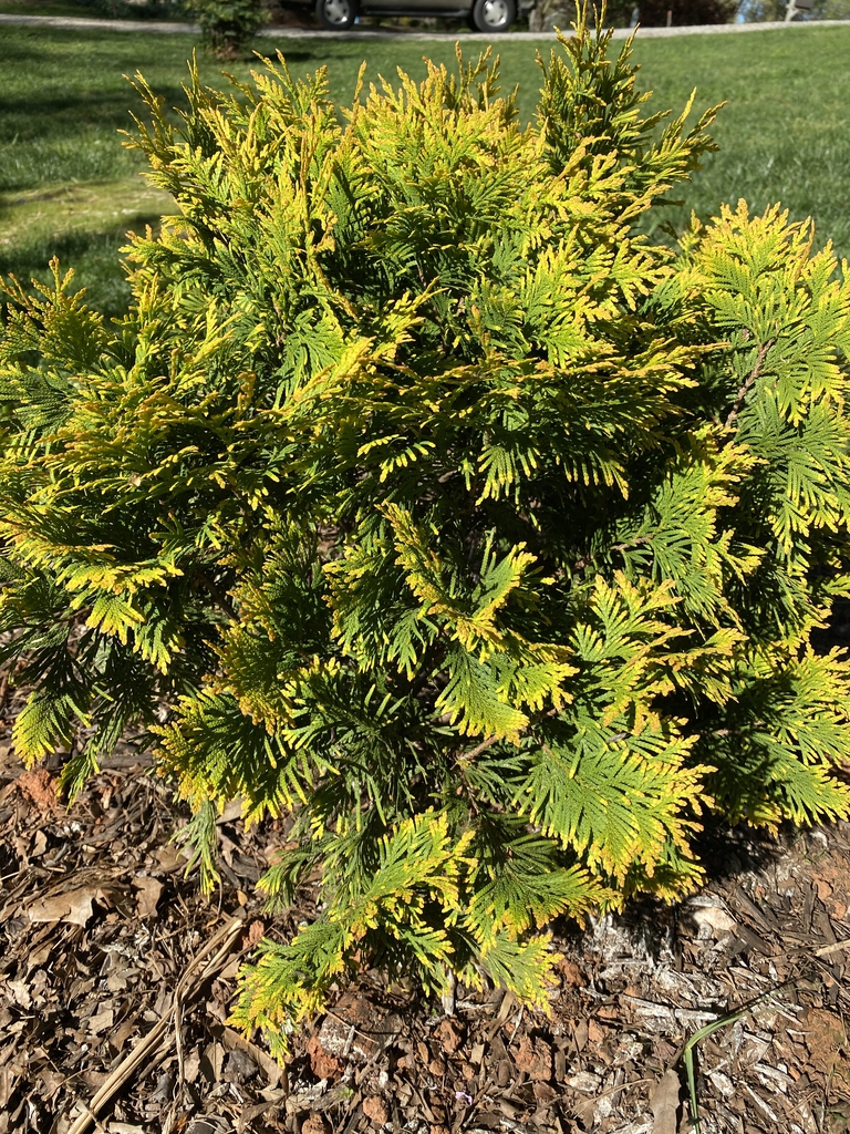 White Cedar, Eastern Arborvitae, American Arborvitae Sunkist