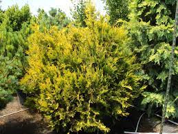 Western Red Cedar, Giant Arborvitae Collyers Gold