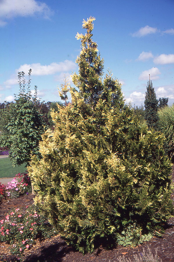 Western Red Cedar, Giant Arborvitae Stoneham Gold
