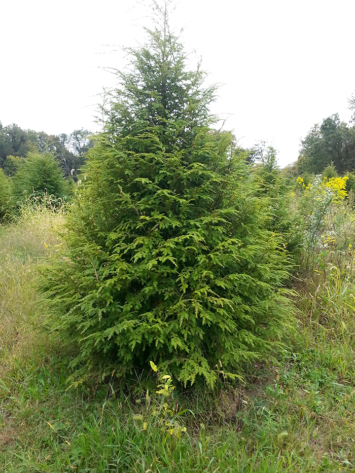 Canadian Hemlock, Eastern Hemlock Beehive