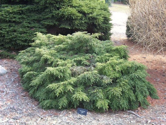 Tsuga, Canadian Hemlock, Eastern Hemlock Bennett