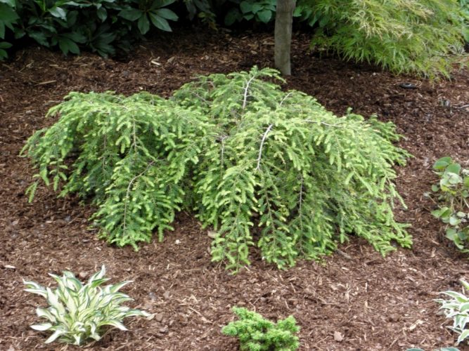 Canadian Hemlock, Eastern Hemlock Cappys Choice