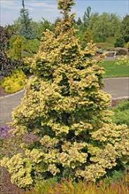 Canadian Hemlock, Eastern Hemlock Everitt Golden