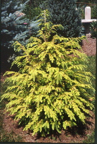 Canadian Hemlock, Eastern Hemlock Golden Splendor
