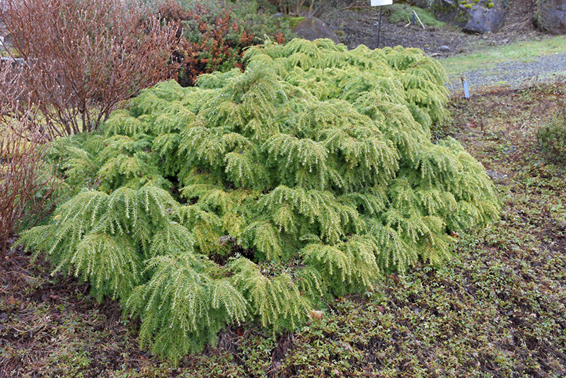 Canadian Hemlock, Eastern Hemlock Jeddeloh