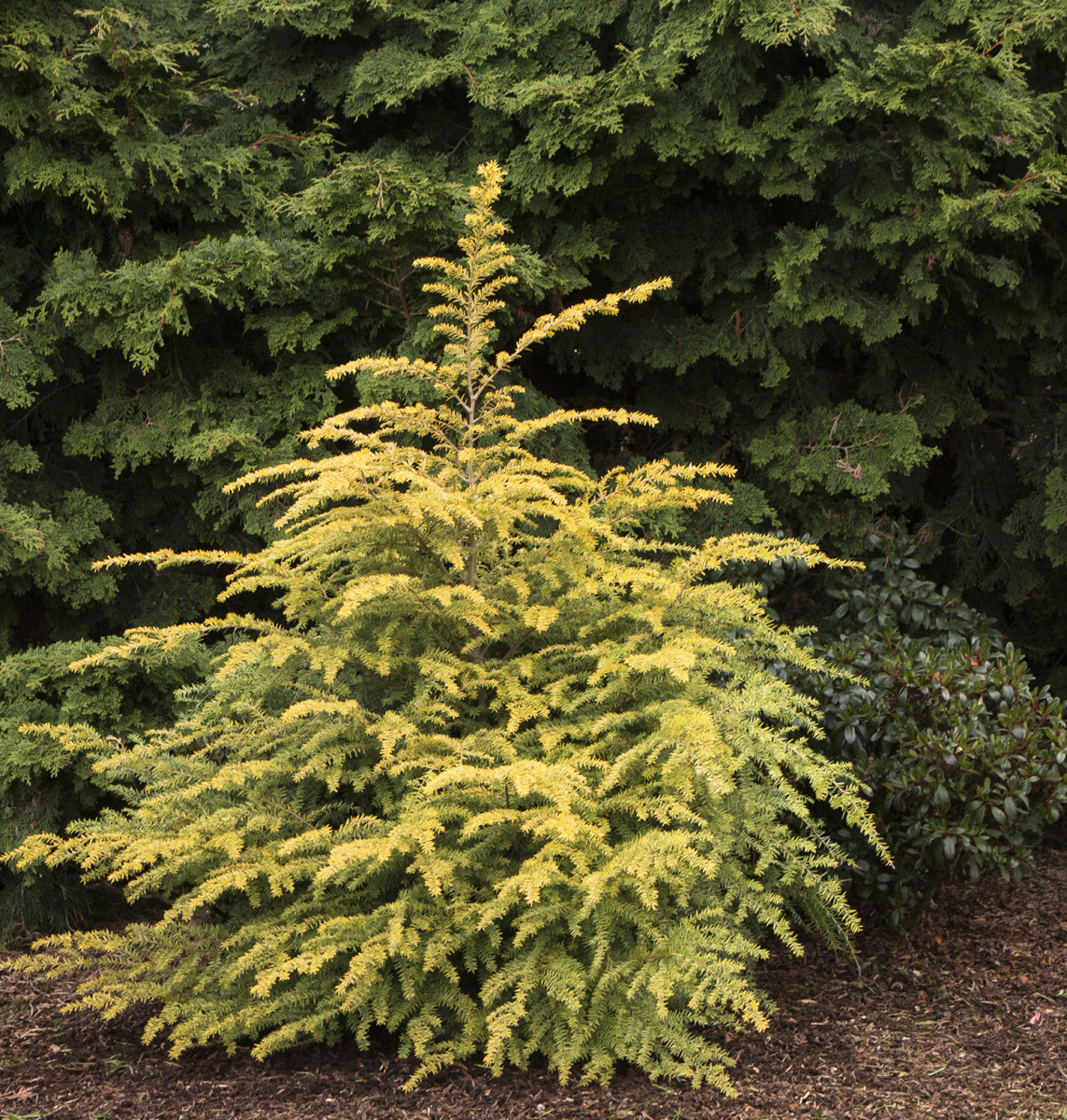 Canadian Hemlock, Eastern Hemlock New Gold