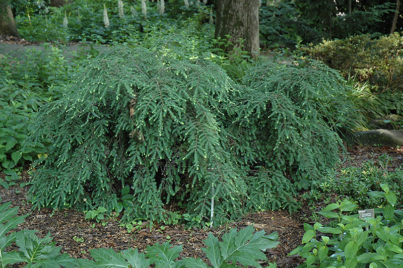 Canadian Hemlock, Eastern Hemlock Sherwood Compacta