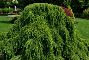 Carolina Hemlock Mountain Mist
