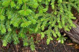 Northern Japanese Hemlock