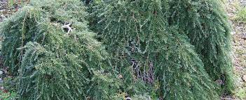 Western Hemlock, Alaska Pine Thorsens Weeping
