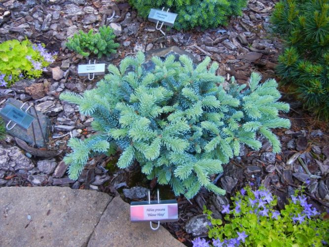 Noble Fir Blau Hexe