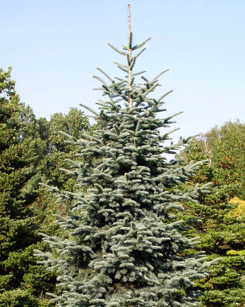 Noble Fir Blue Spire