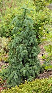 Noble Fir La Graciosa