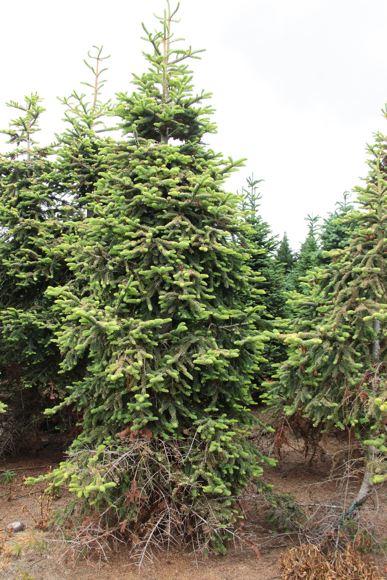 Noble Fir Sherwoodii