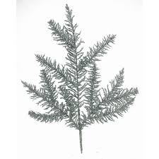 Noble Fir Silver