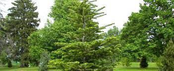 Veitch Fir, Veitchs Fir, Christmastree, Veitchs Silver Fir Geelvaal
