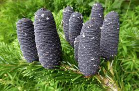 Veitch Fir, Veitchs Fir, Christmastree, Veitchs Silver Fir Haltern