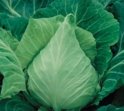 Cabbage Winnigstadt