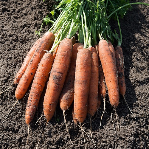 Carrot Nairobi