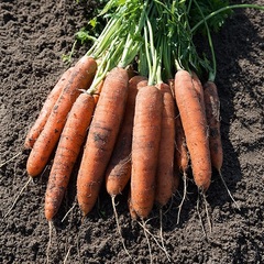 Carrot 'Nairobi'