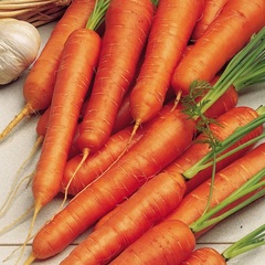 Carrot 'Parano'
