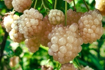 Blackberry Nettleton Creamy White