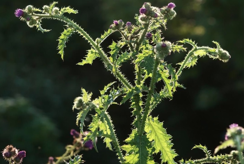 Welted Thistle, Curled Thistle, Curly Plumeless Thistle