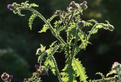 Welted Thistle, Curled Thistle, Curly Plumeless Thistle