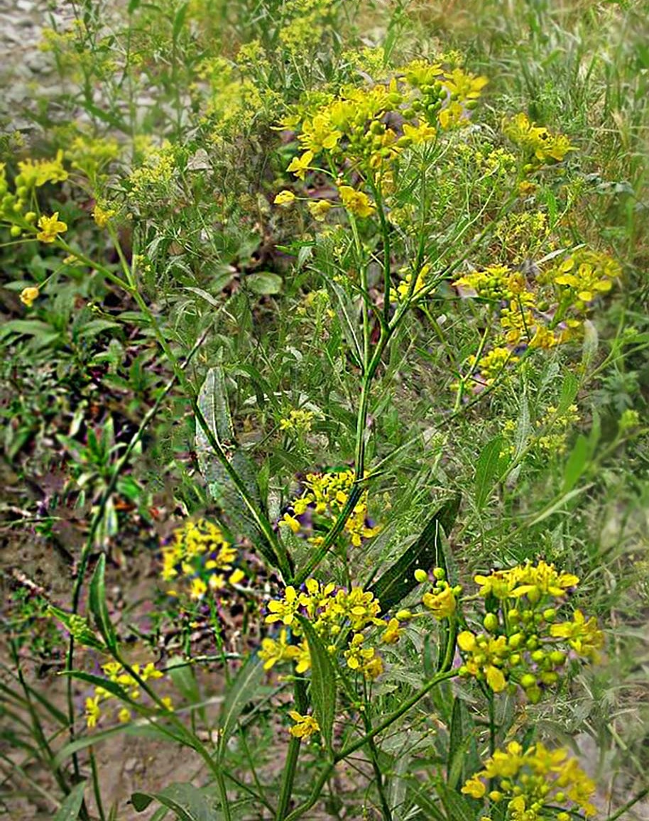 Austrian Fieldcress
