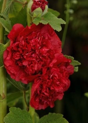 Alcea, Double Hollyhock, Garden Hollyhock Chaters Double Scarlet
