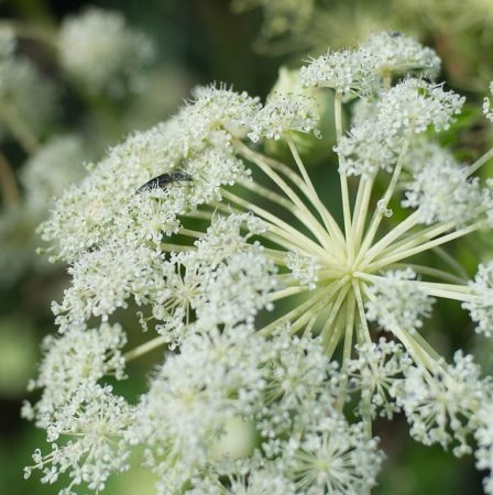 Angelica Species, Bai Zhi, Chinese Angelica, Dahurian Angelica