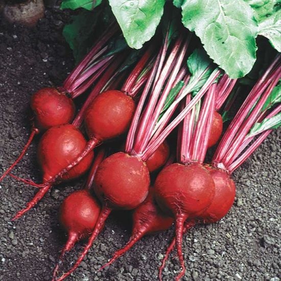 Beet Detroit Supreme