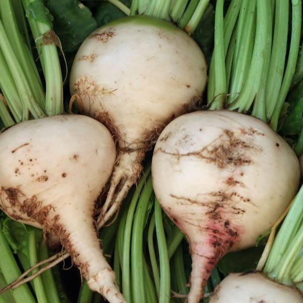 Beet Blankoma White