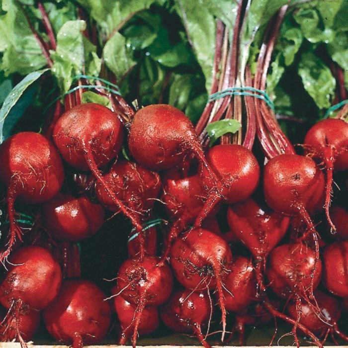 Beet First Crop