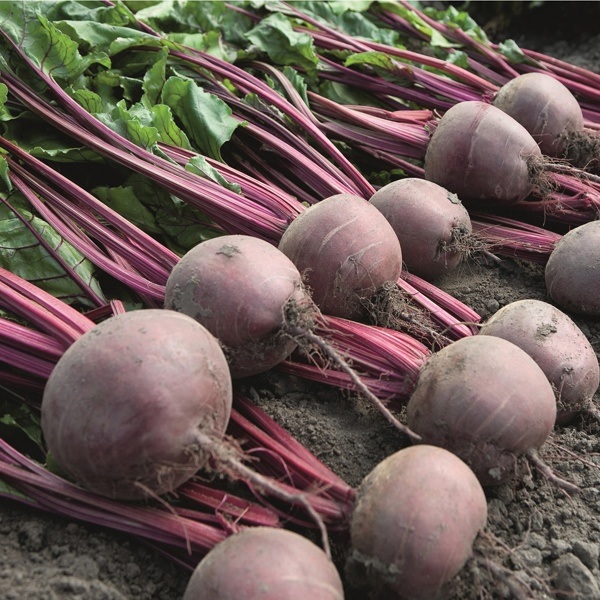 Beet Action