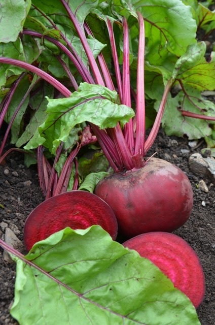 Beet Alvro Mono