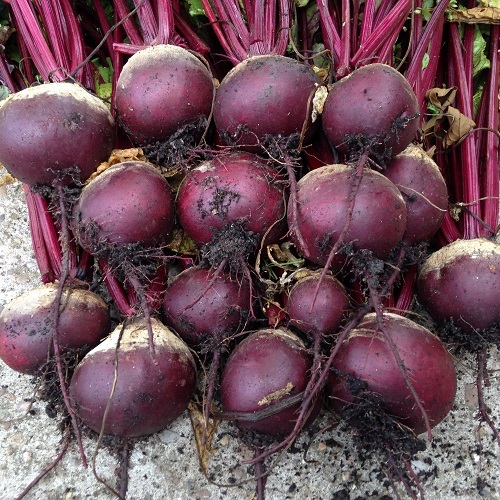 Beet Boltardy