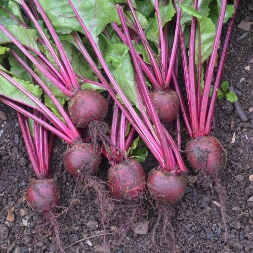 Beet Bolivar