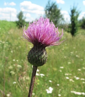 Queen Thistle