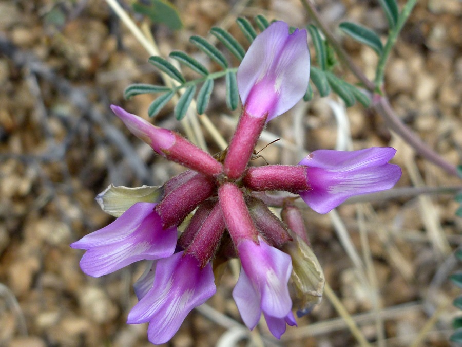 Astragalus Species, Halfmoon Milkvetch