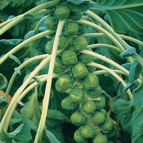 Brussels Sprouts Brilliant
