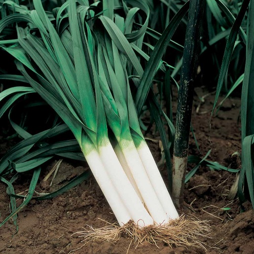 Allium, Leek, Garden Leek Albana