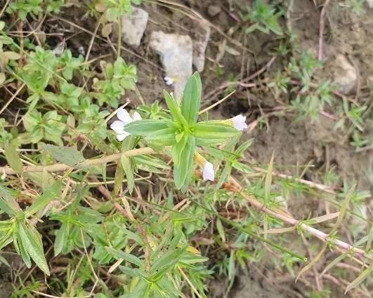 Gratiola Species, Roundfruit Hedge Hyssop