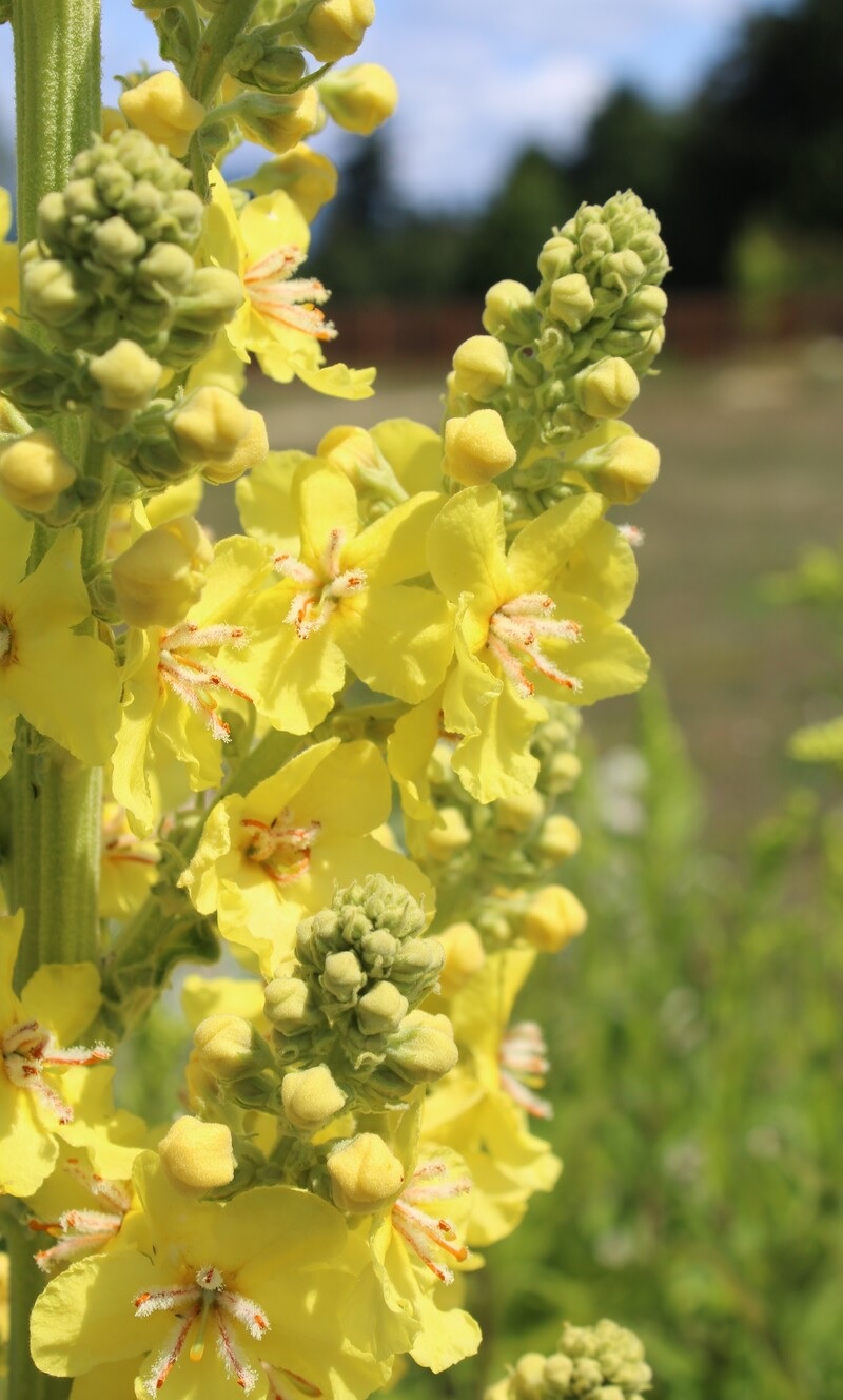 Species, Wild Verbascum, Showy Mullein, Hungarian Mullein