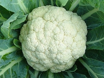 Cauliflower Charming Snow